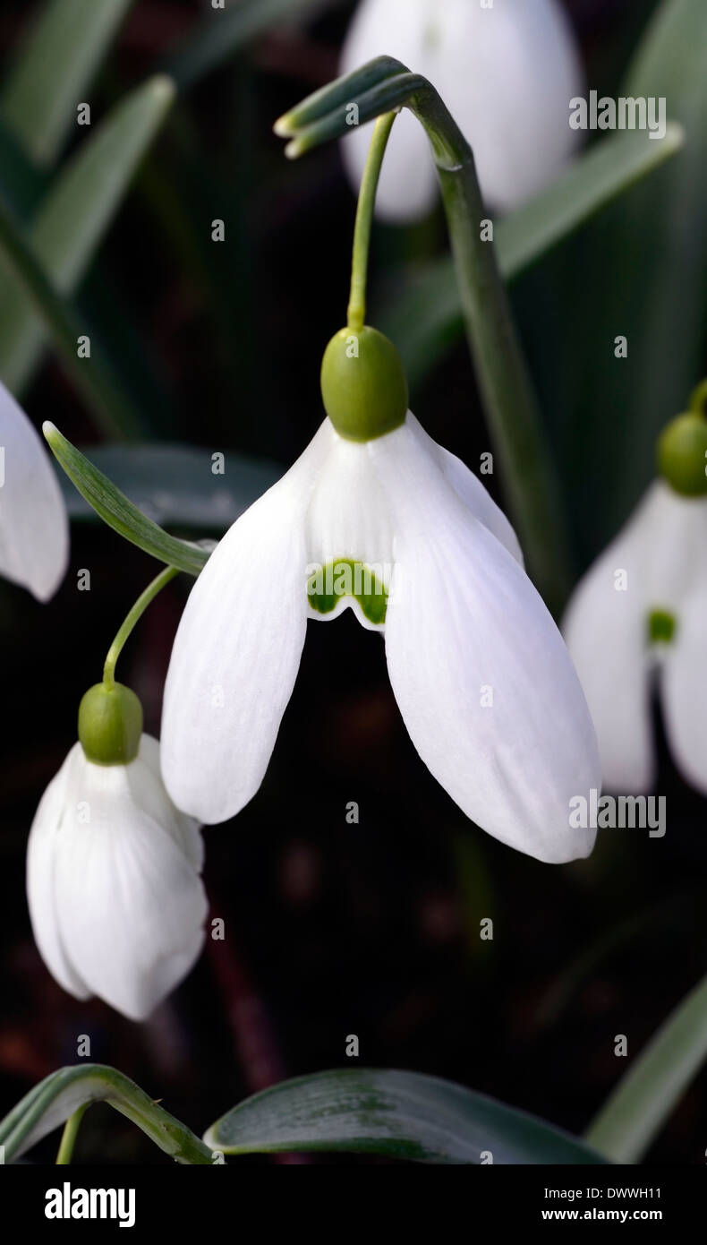 Galanthus Rechnung Bischof weißen Blüten grüne Markierungen Blume Blumenzwiebeln Schneeglöckchen Frühjahr blühen Stockfoto