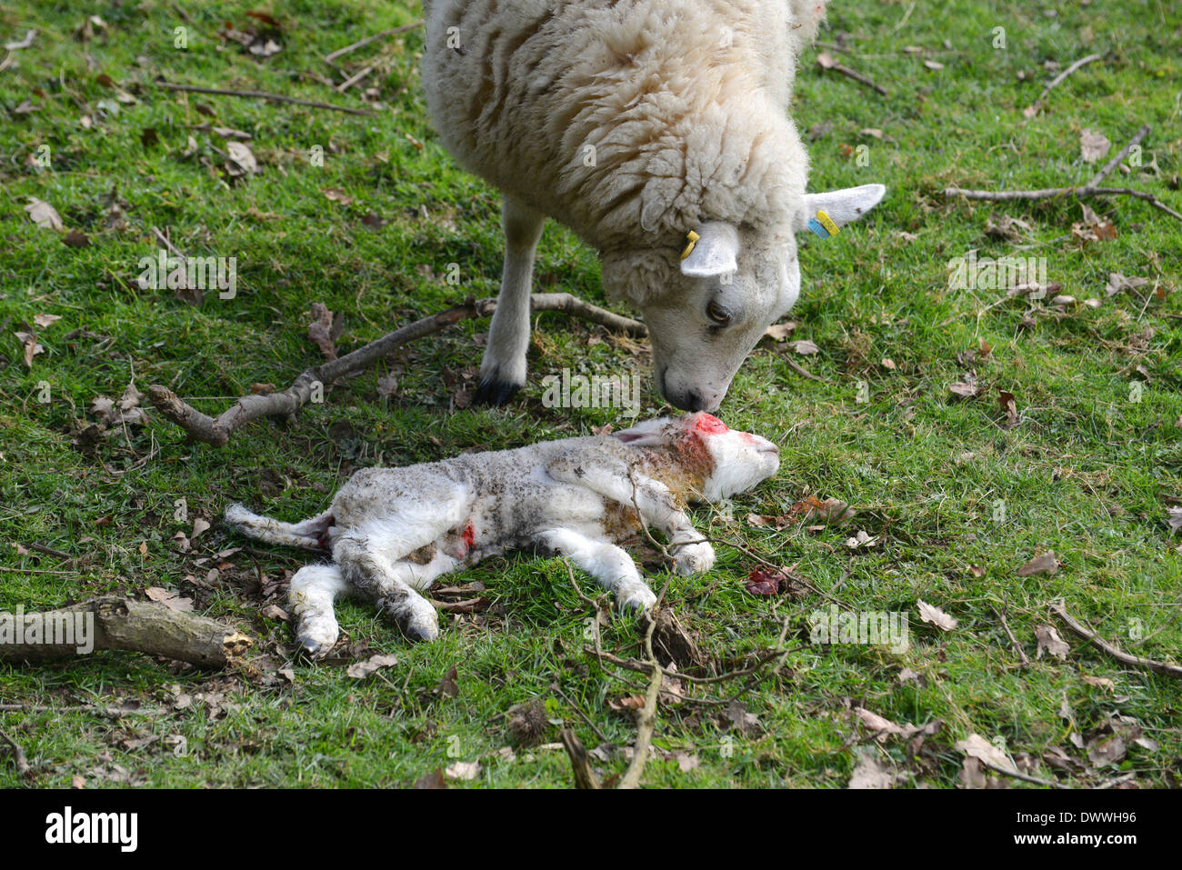 Weibliche Schafe Schaf stehend von ihrem toten Baby Lamm uk Stockfoto