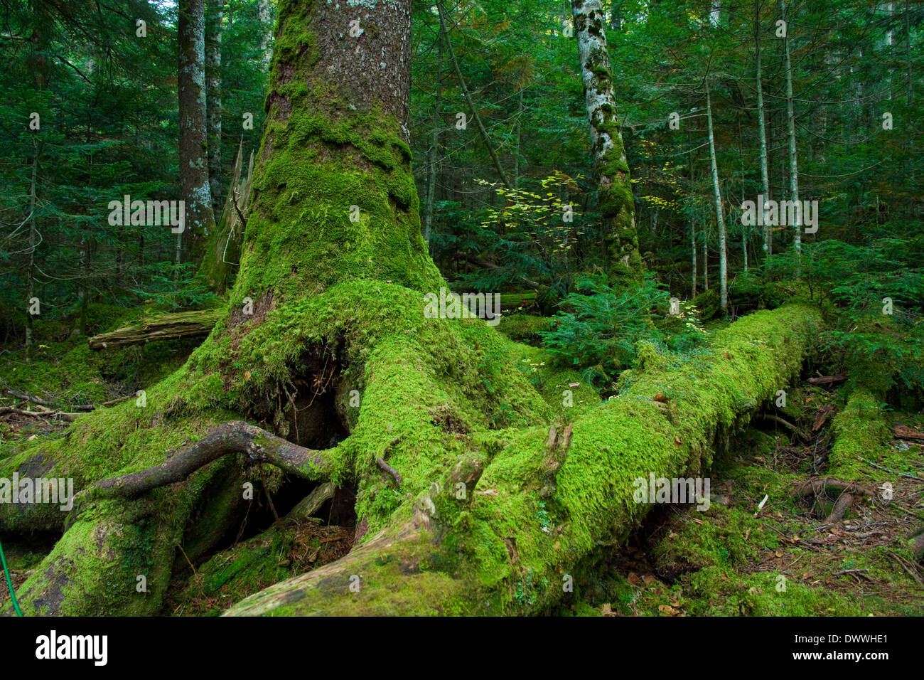 Moos bedeckt Bäume, Präfektur Nagano, Japan Stockfoto