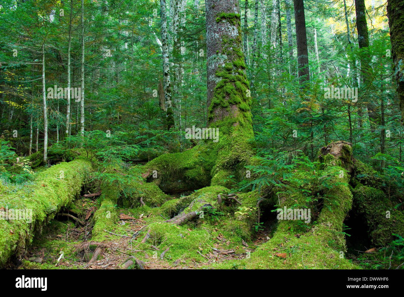 Moos bedeckt Bäume, Präfektur Nagano, Japan Stockfoto