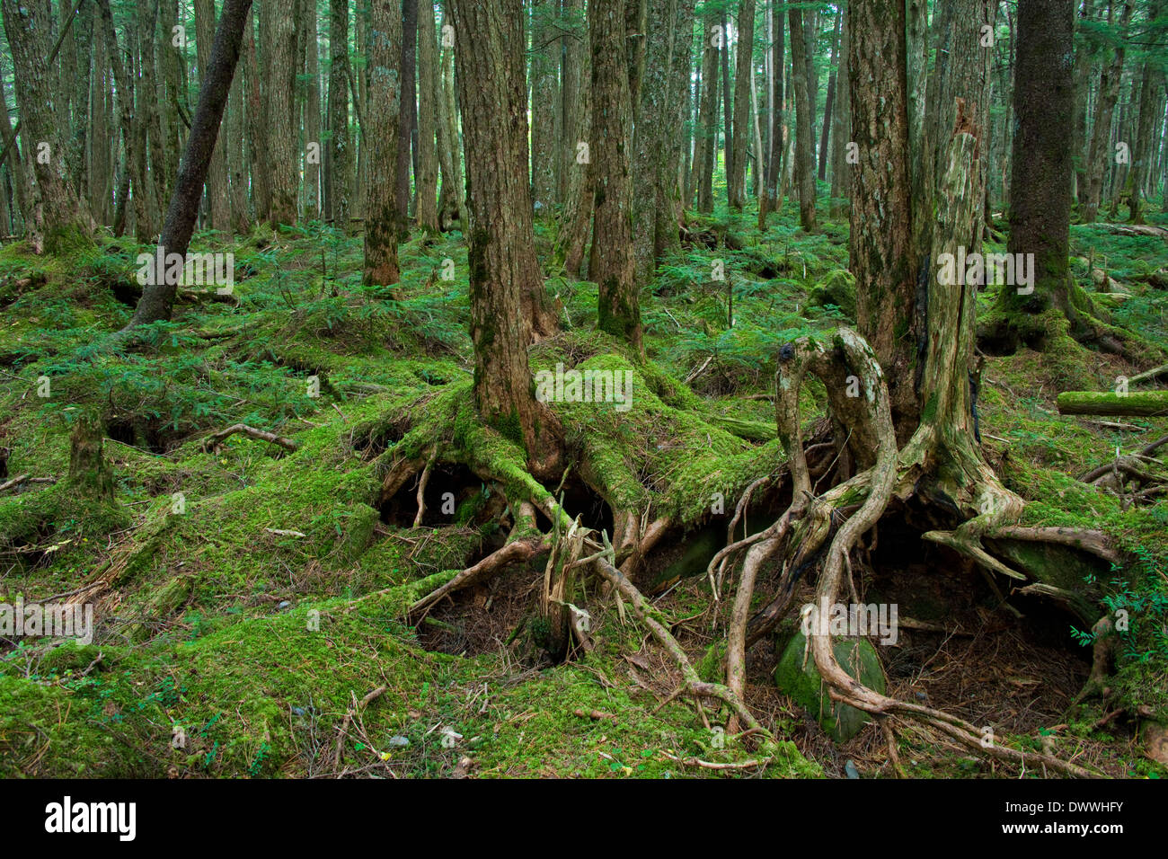 Moos bedeckt Bäume, Präfektur Nagano, Japan Stockfoto