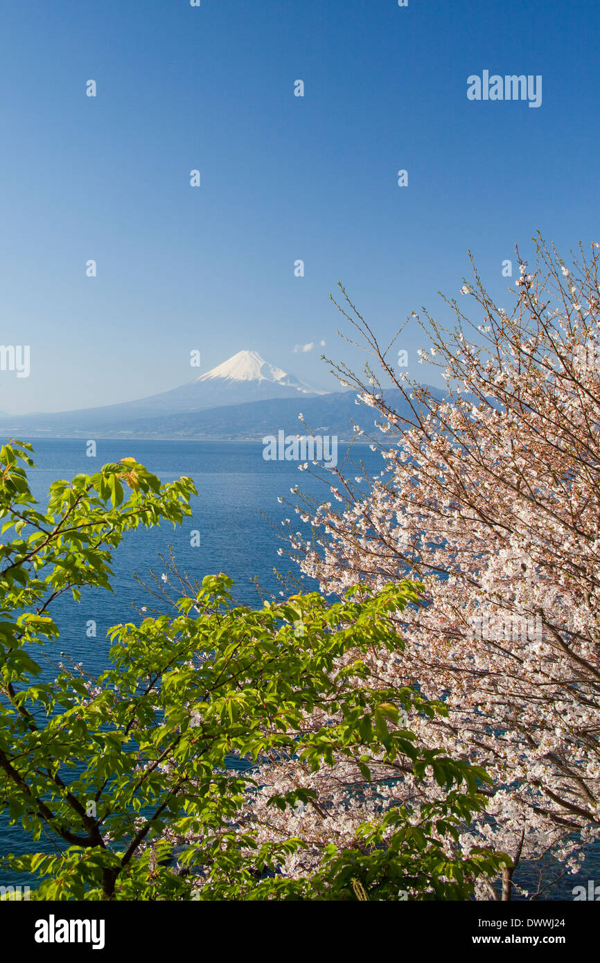 Mt. Fuji und Kirsche blüht, Präfektur Shizuoka, Japan Stockfoto