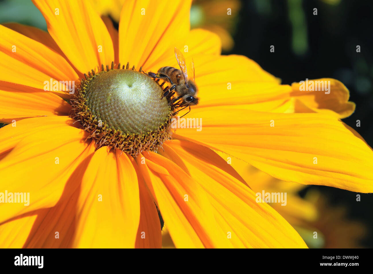 Honigbiene bestäuben gelbe Dahlie Blüte Nahaufnahme Makro Stockfoto