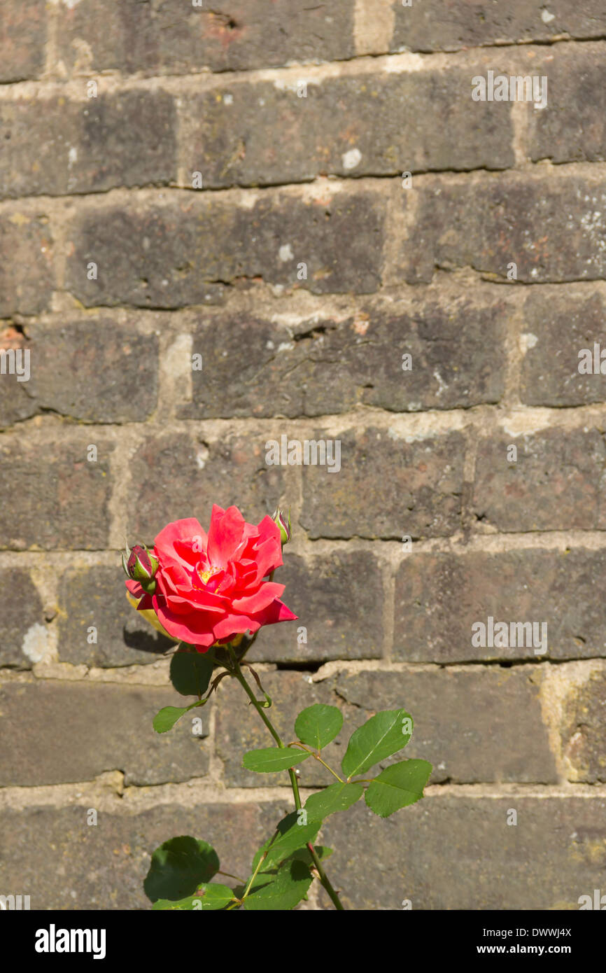 Einzelne rote Rose gegen eine alte graue Mauer wächst in einem ummauerten Garten in England. Stockfoto