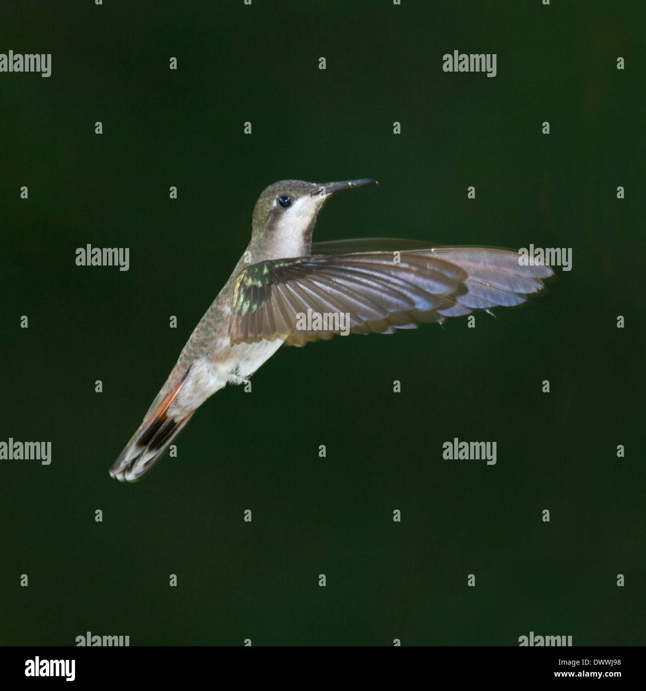 Frau Ruby Topaz Kolibri in Tobago Stockfoto