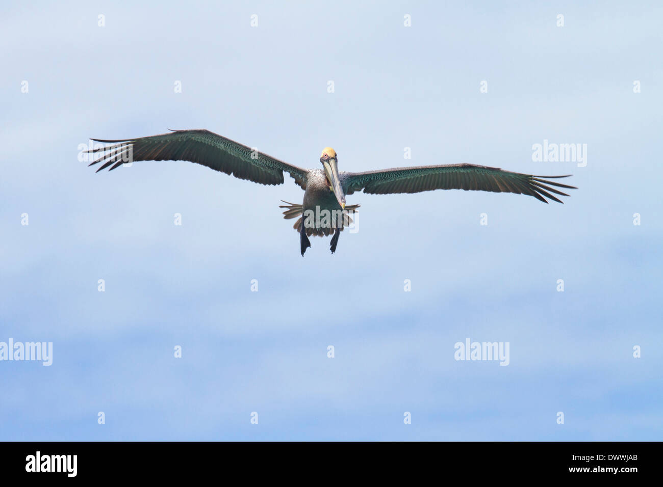 Brauner Pelikan, Pelecanus Occidentalis, fliegen aus der Küste Tobagos Stockfoto