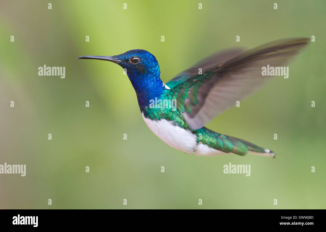 Weiß-necked Jakobiner Kolibri, Florisuga Mellivora, Tobago Stockfoto