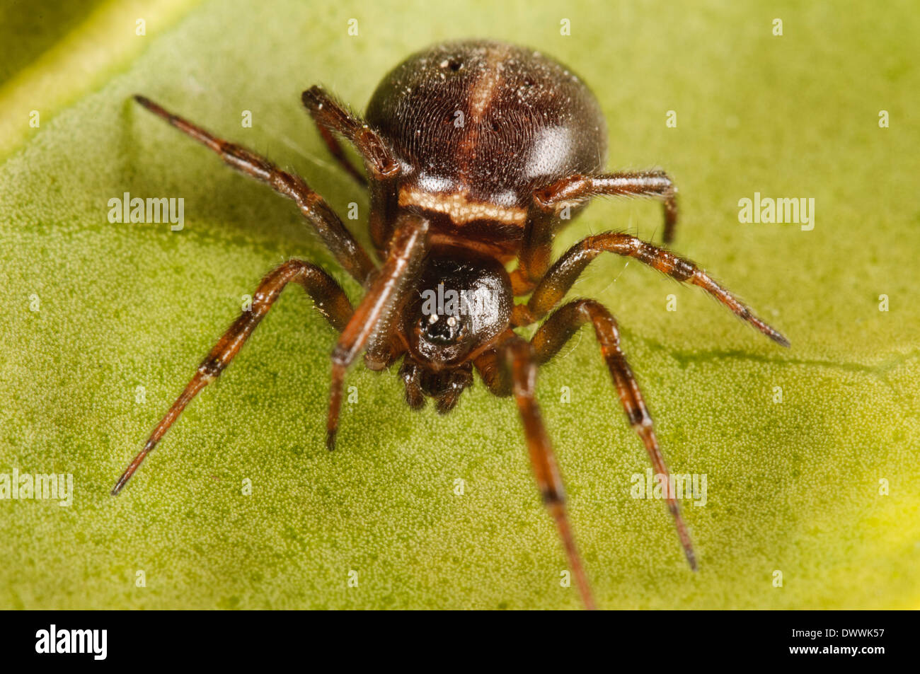H ufige Falsche Witwe Aka Rabbit Hutch Spider Steatoda Bipunctata h-ufige-falsche-witwe-aka-rabbit-hutch-spider-steatoda-bipunctata