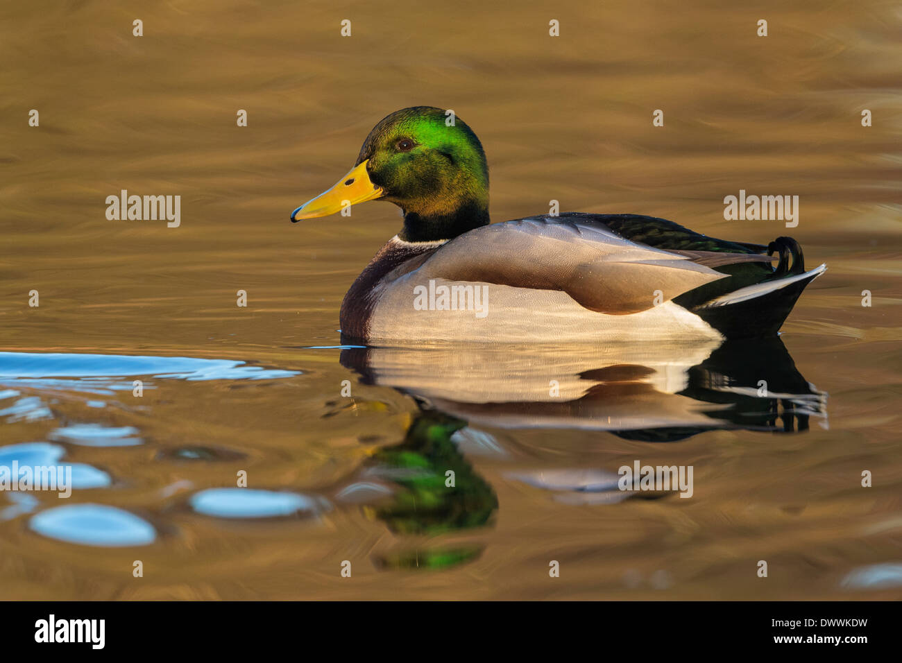 Drake Mallard auf Winter goldene Wasser schwimmen Stockfoto