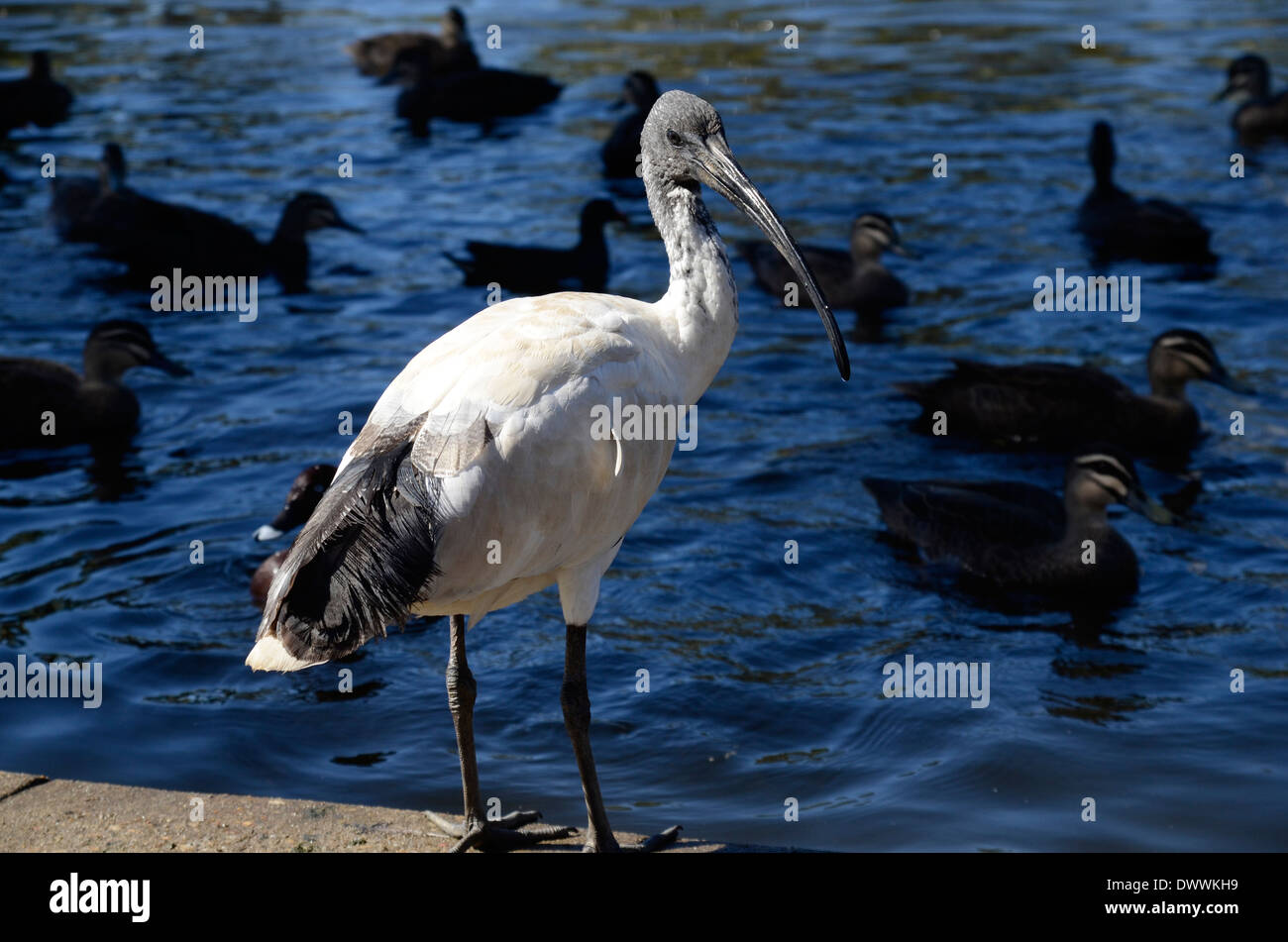 Australische White Ibis am Rand des Parks Teich Stockfoto