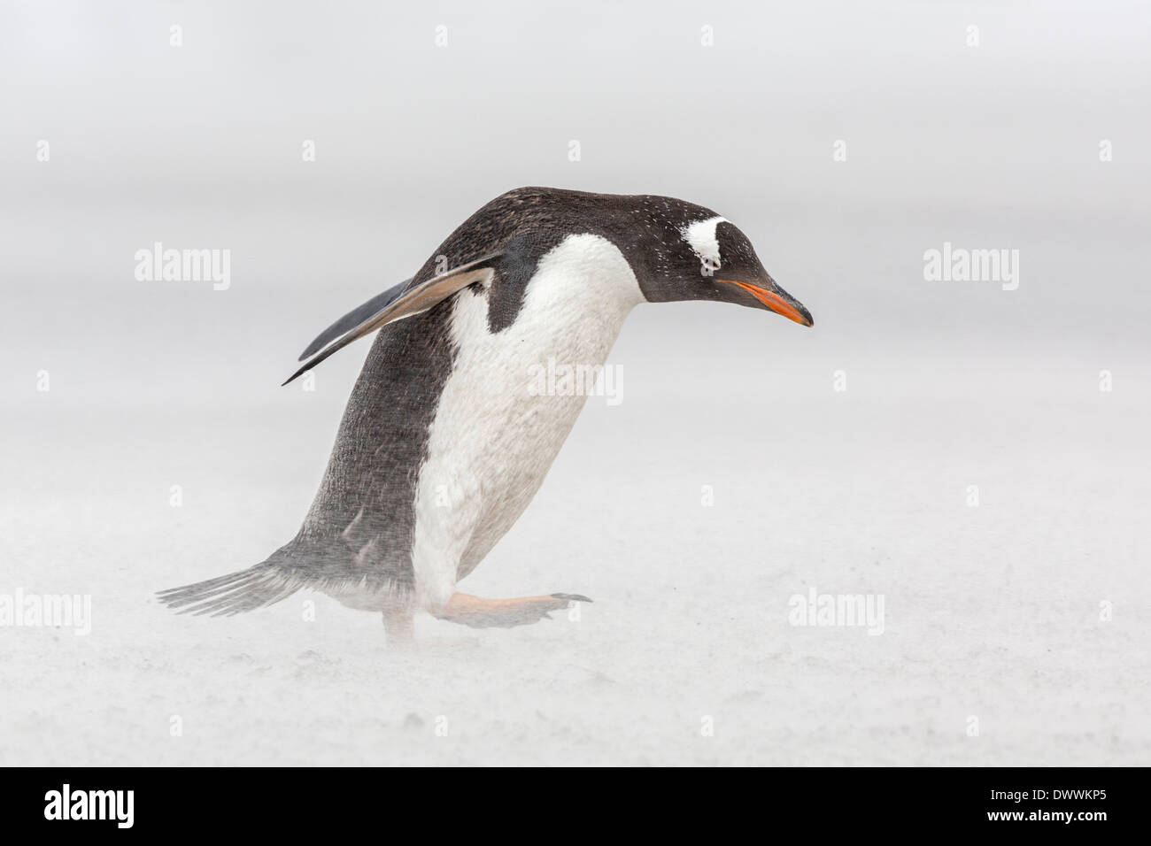 Gentoo Penguin zu Fuß auf einem windigen Strand Stockfoto