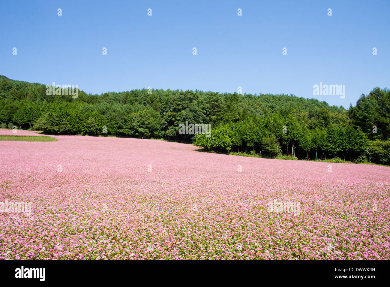 Buchweizen Feld, Präfektur Nagano, Japan Stockfoto
