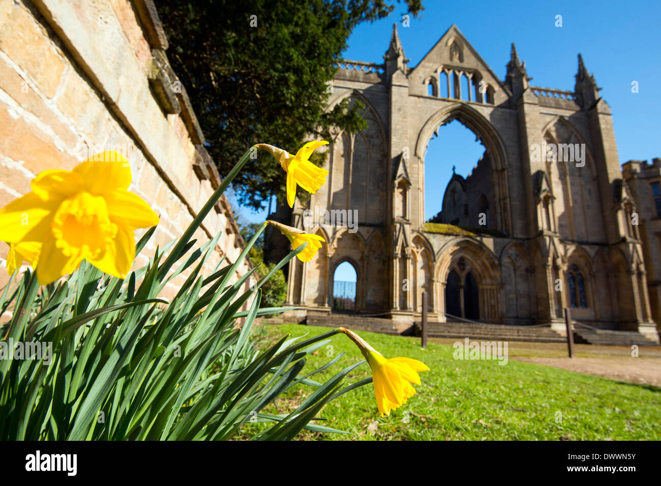 Frühling-Narzissen in Newstead Abbey, Nottinghamshire, England UK Stockfoto