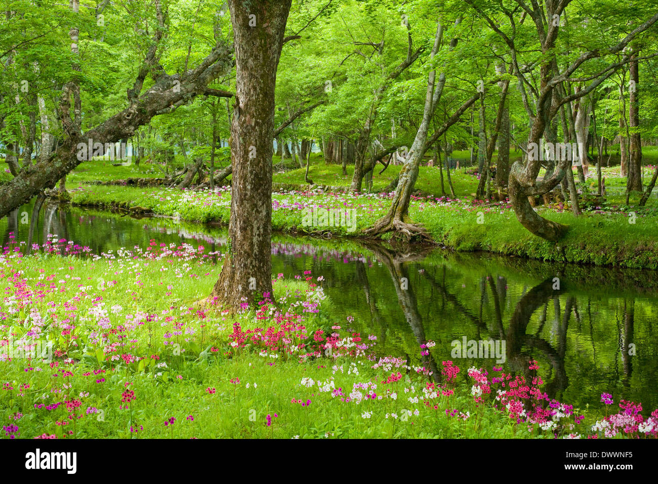 Japanische Primel, Nikko, Tochigi Präfektur, Japan Stockfoto