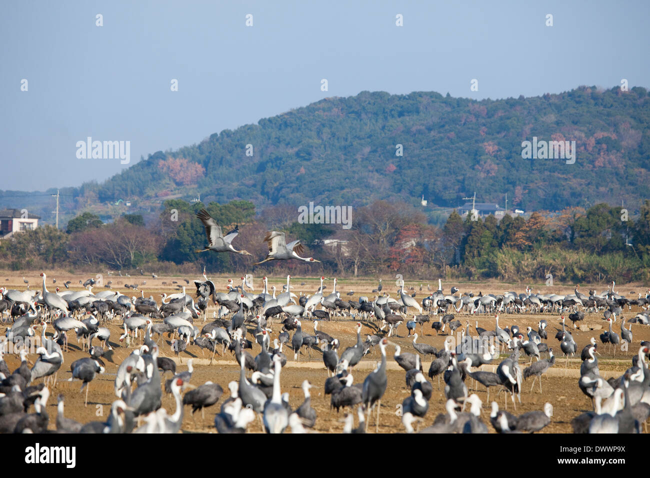 Herde von Kränen, Präfektur Kagoshima, Japan Stockfoto