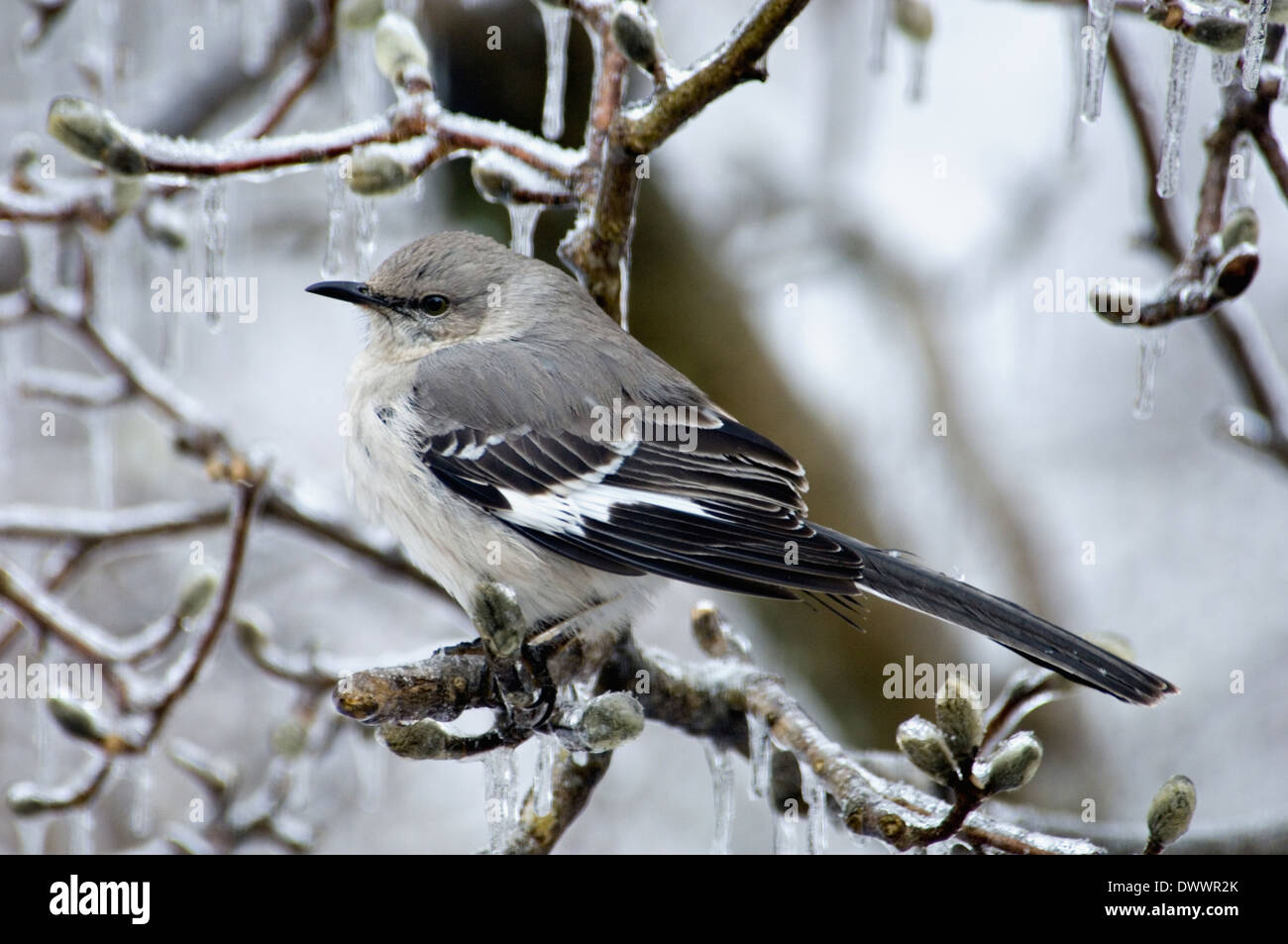 Nördliche Spottdrossel thront auf dem Eis verkrusteten Stern-Magnolie Zweig Stockfoto