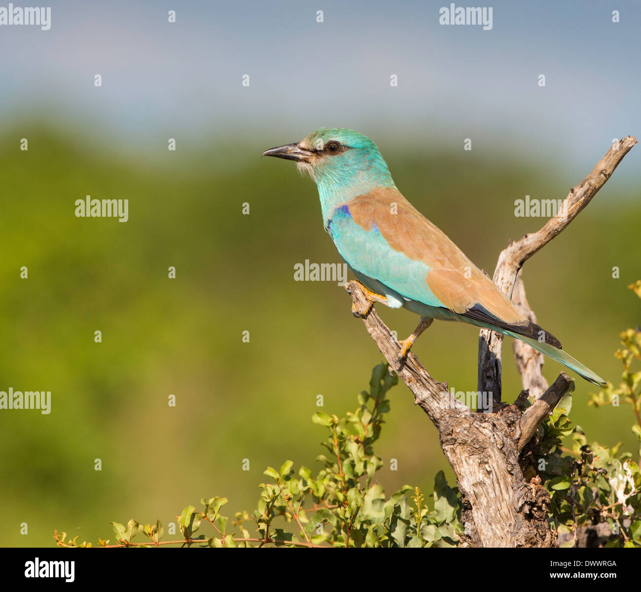 Blauracke sitzen auf Barsch Stockfoto