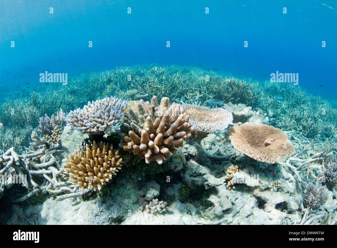 Korallenriff, Chuuk, Mikronesien Stockfoto