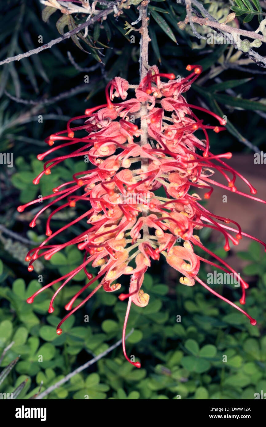 Grevillea "Ned Kelly" / Maurers Hybrid - Grevillea Banksii x Grevillea Bipinnatifida-Familie Proteaceae Stockfoto