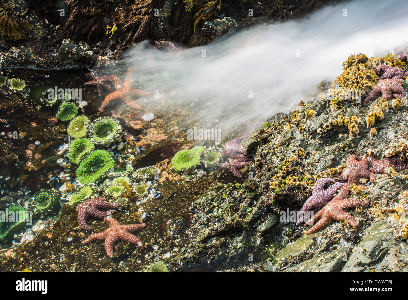 Seesterne und Anemonen, Bamdoroshni Insel vor der Küste von Sitka, Alaska Stockfoto