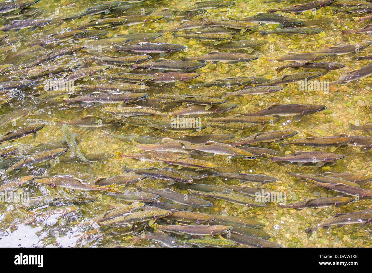 Laichen Lachse, Sitka, Alaska Stockfoto