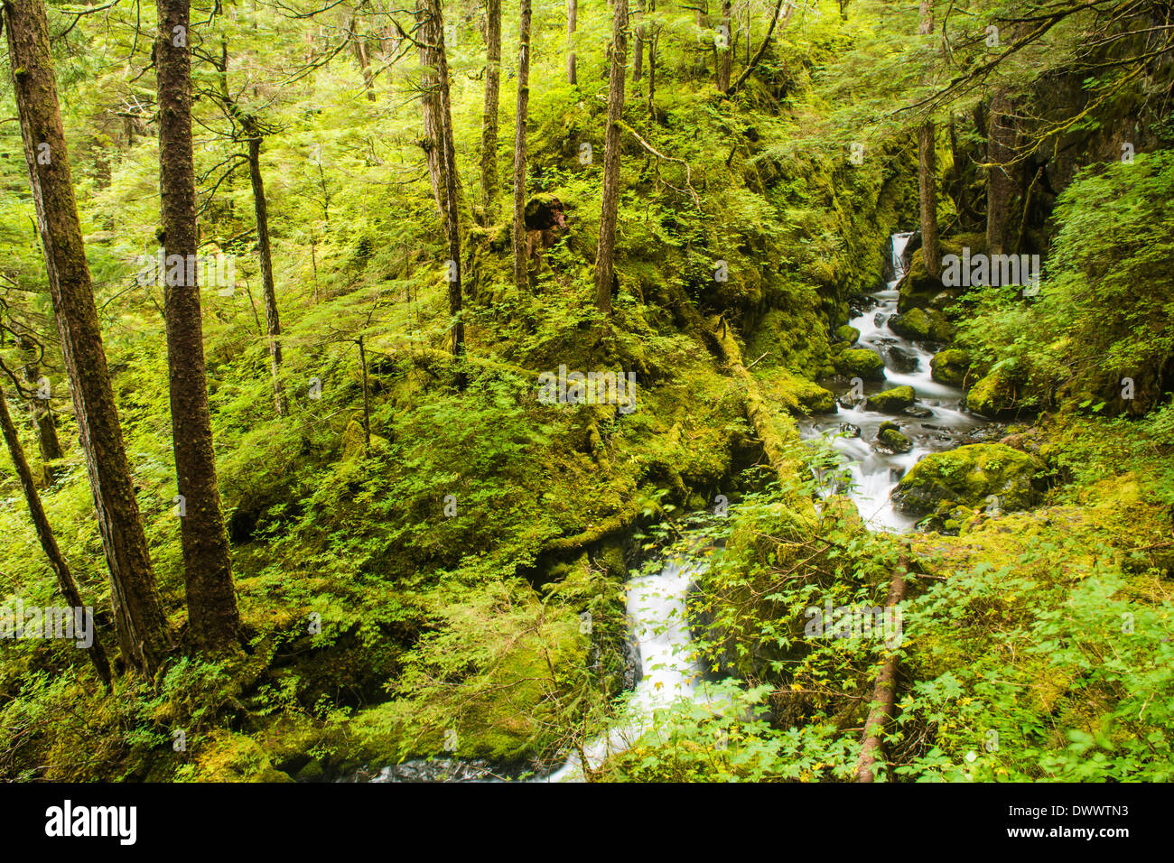 Strom fließt durch den gemäßigten Regen Wald der Tongass National Forest, Baranof Island, Alaska, USA Stockfoto