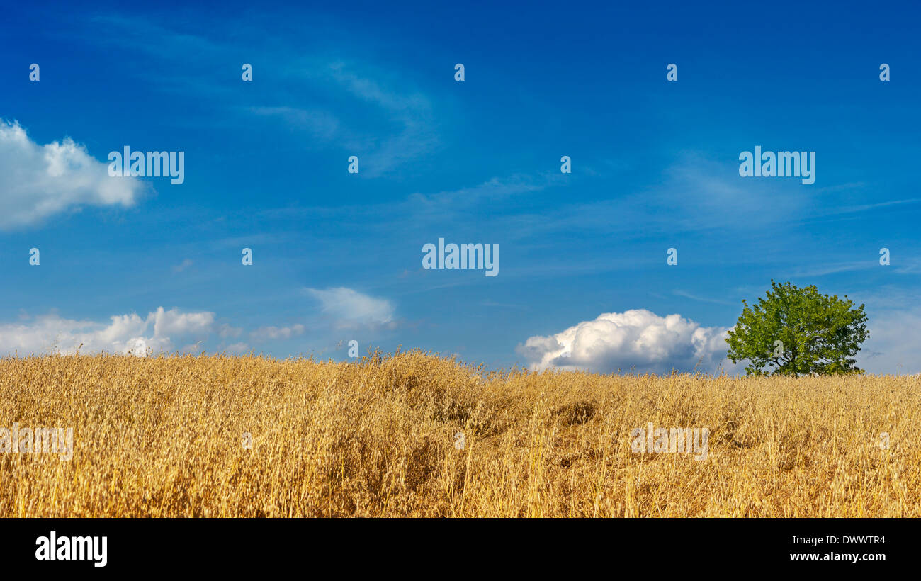 Panorama von einem Weizenfeld mit Baum Stockfoto