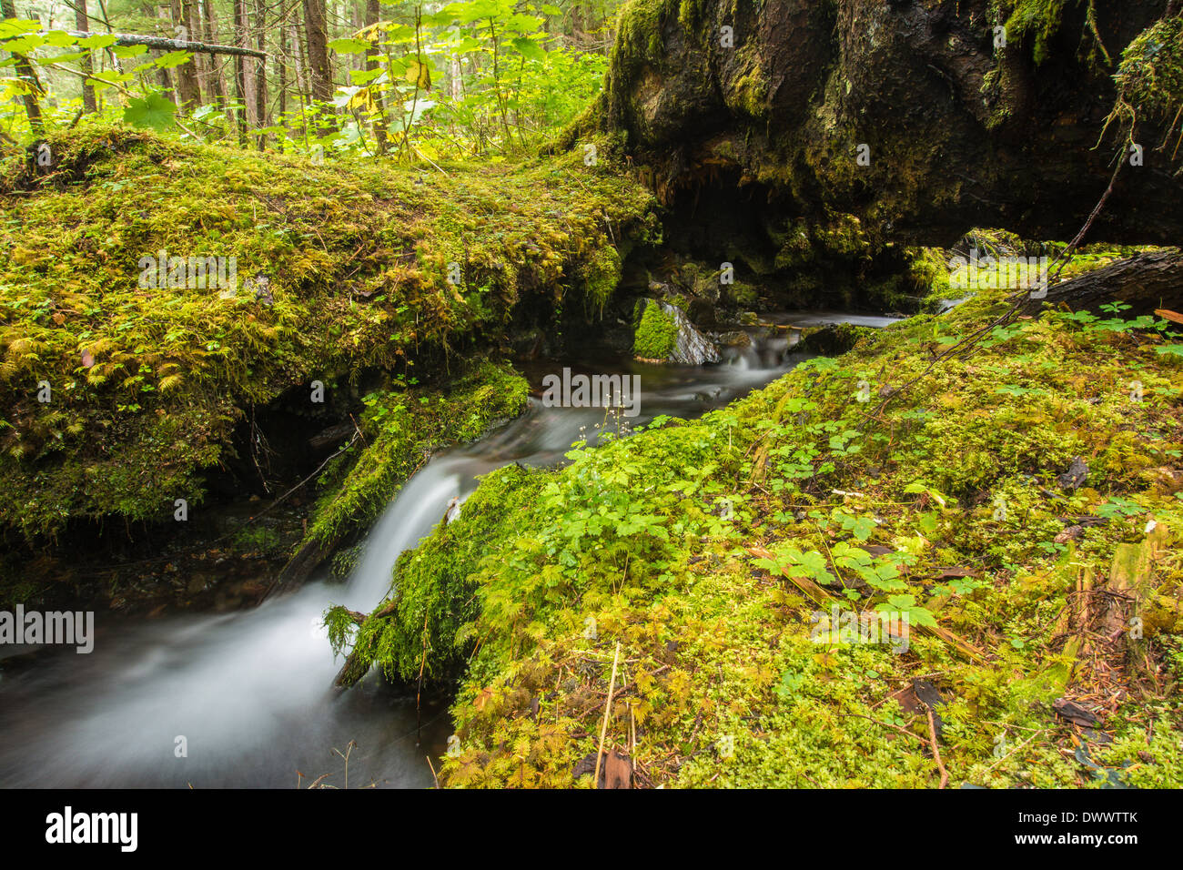 Strom fließt durch den gemäßigten Regen Wald der Tongass National Forest, Baranof Island, Alaska, USA Stockfoto