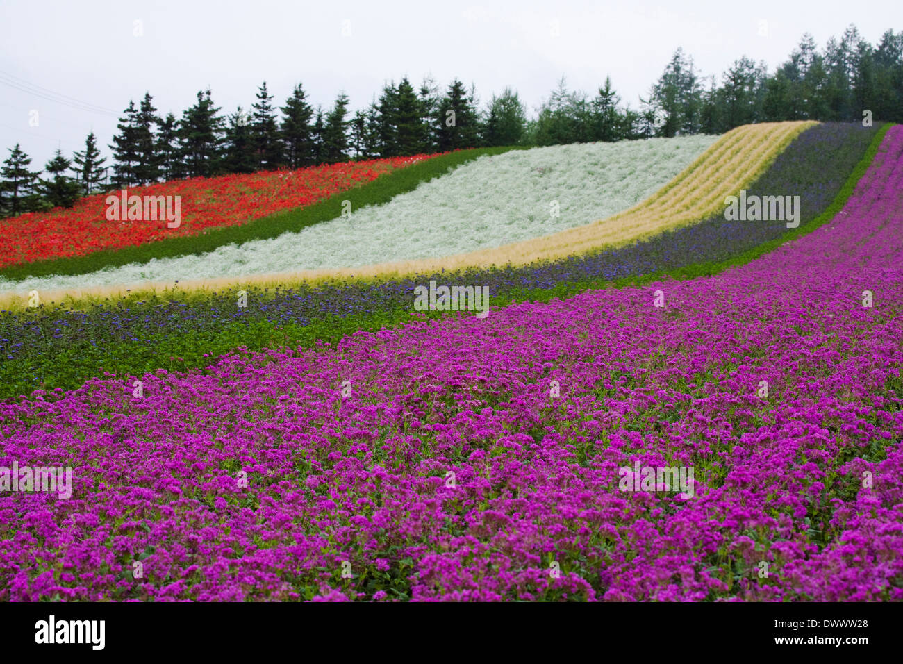 Blumenwiese Farm Tomita, Hokkaido, Japan Stockfoto