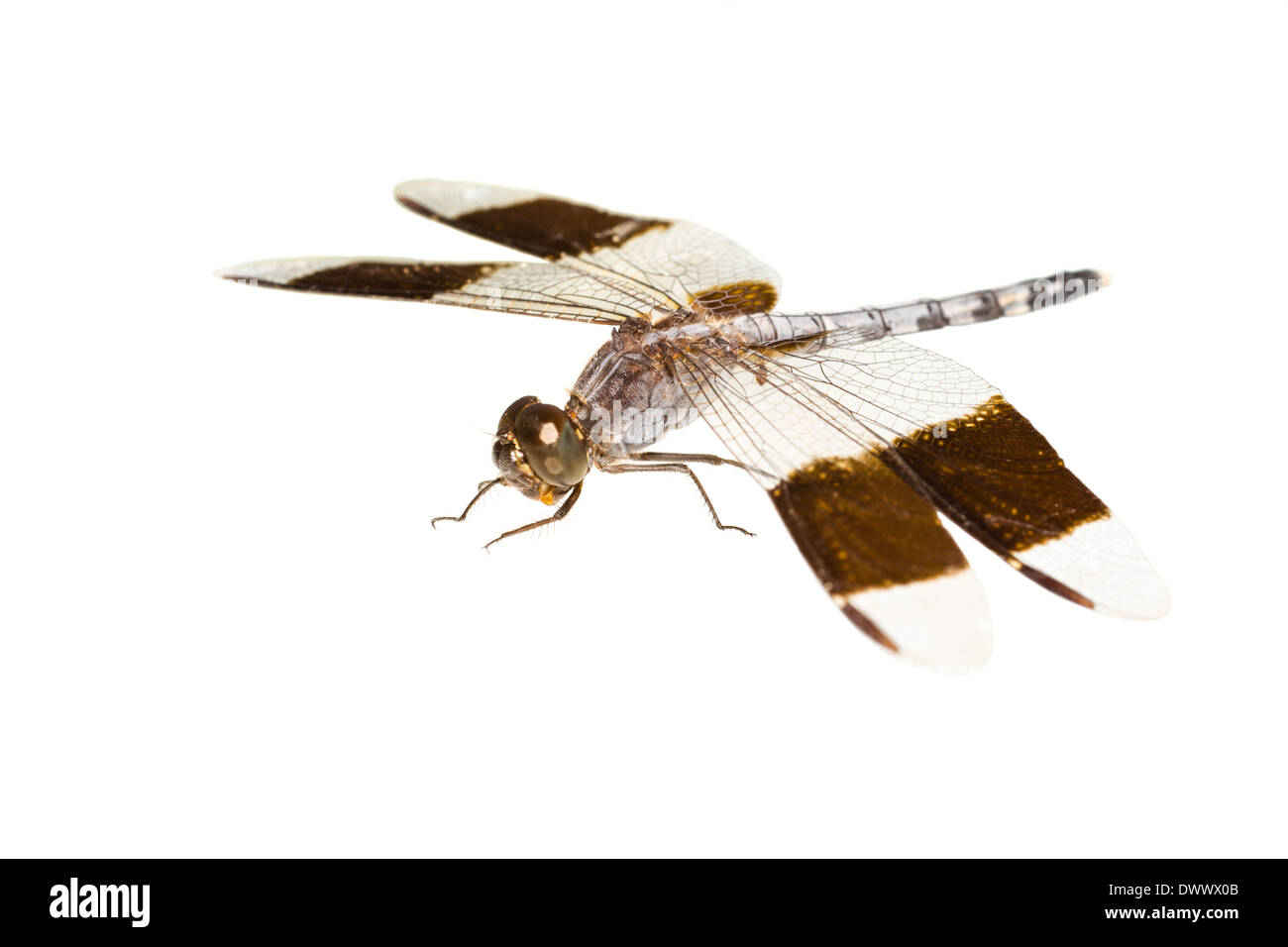 große tropische Libelle ist isoliert auf weißem Hintergrund, Nahaufnahme Stockfoto