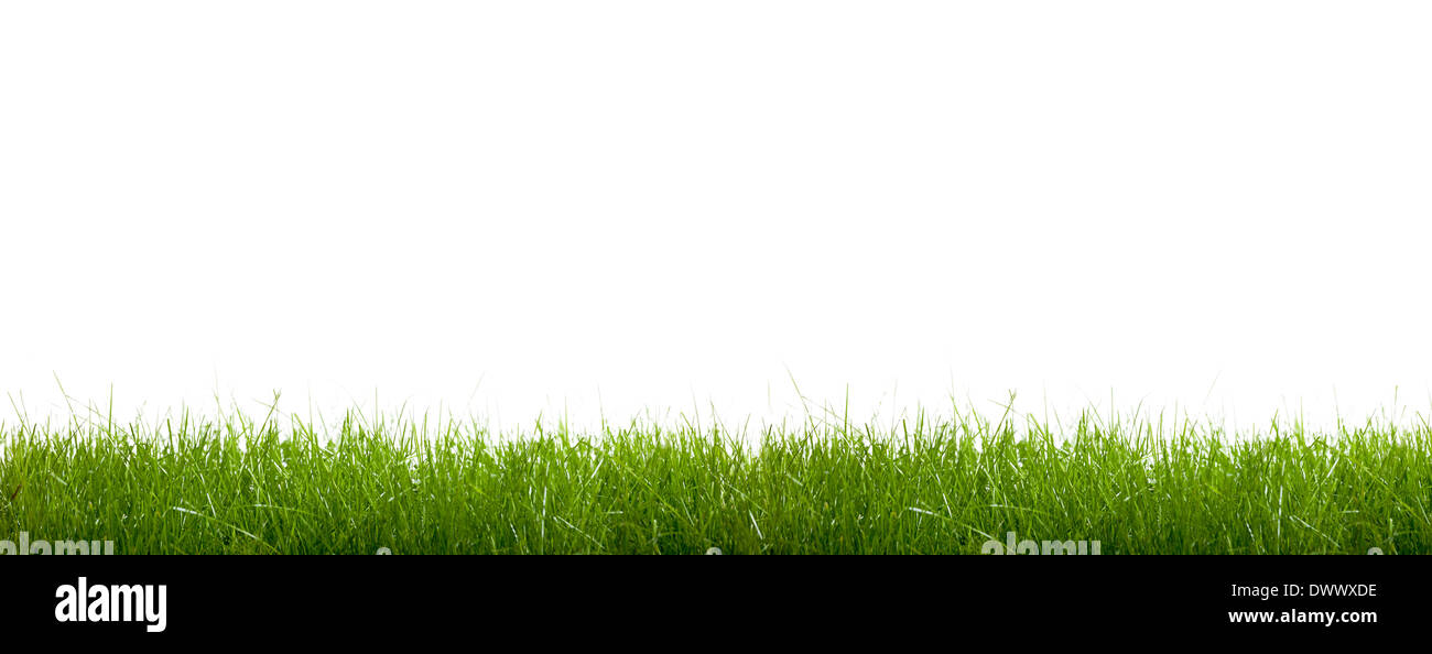 grünen Rasen auf einem weißen Hintergrund Stockfoto