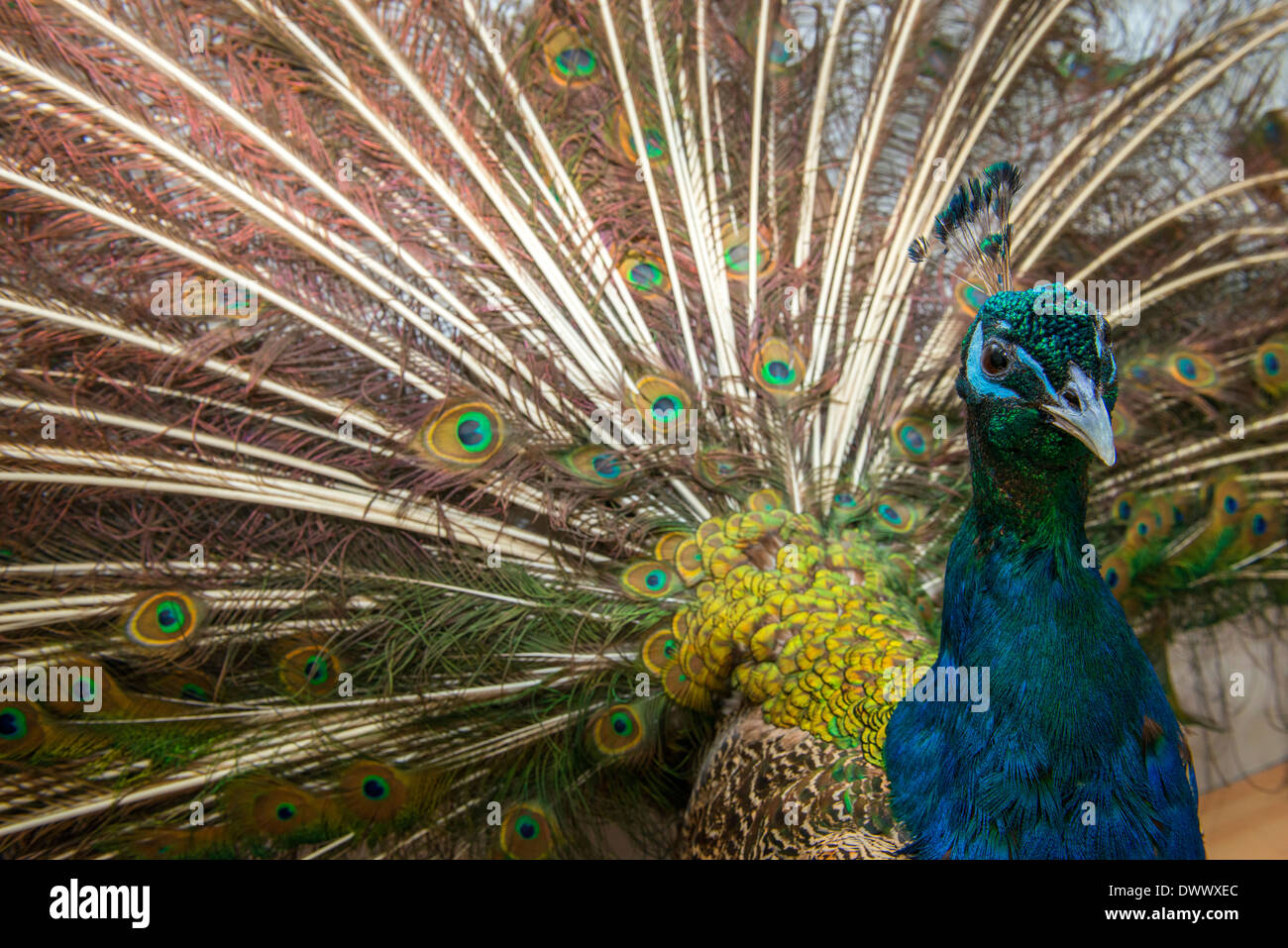 Ein gefülltes Pfau auf dem Display. Stockfoto