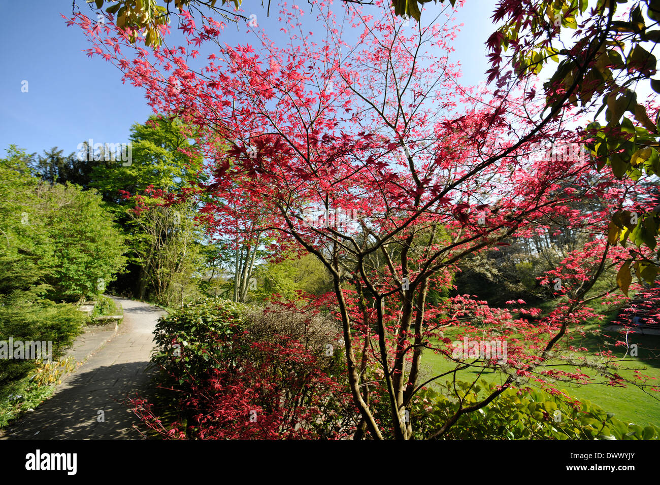 Acer Baum oder japanischer Ahorn (Acer Palmatum), Dartington Hall, angelegten Gärten, Totnes, Devon. Von Dorothy Elmhirst entworfen. Stockfoto