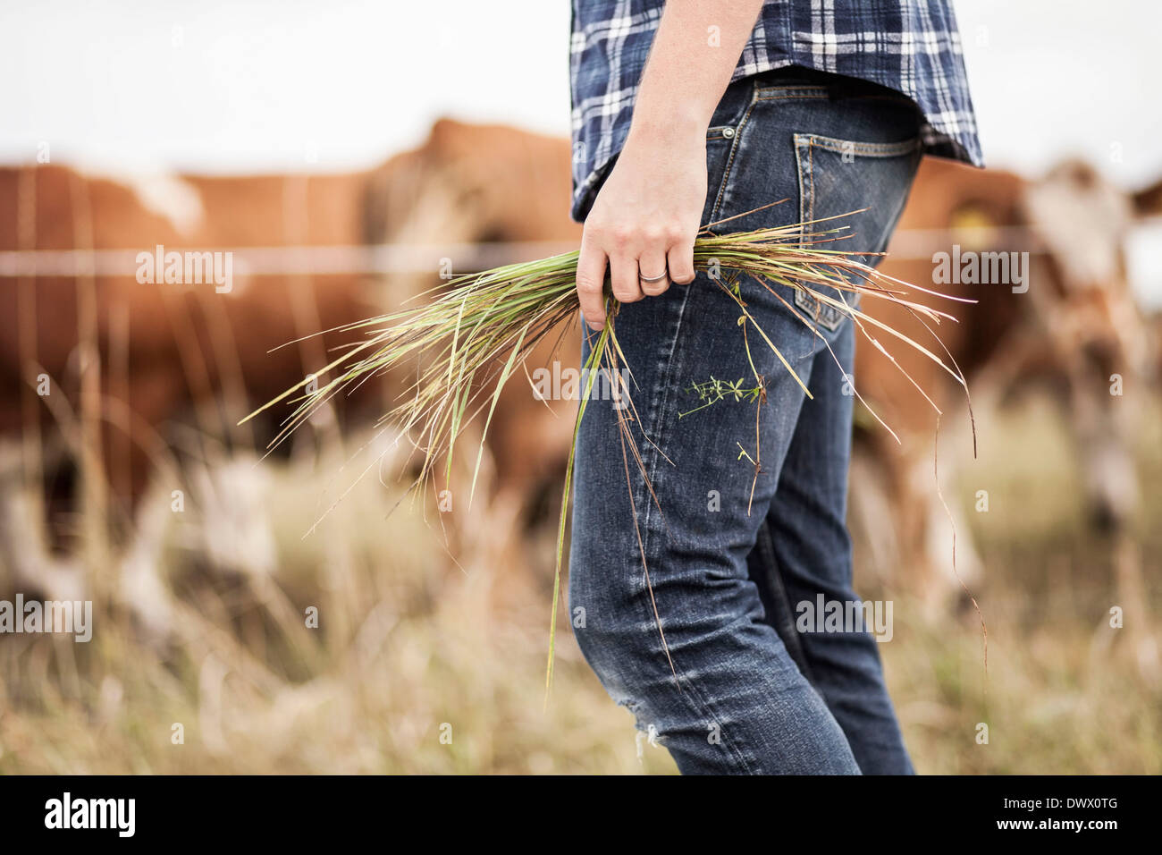 Mittelteil der Bauer hält Rasen auf Feld Stockfoto