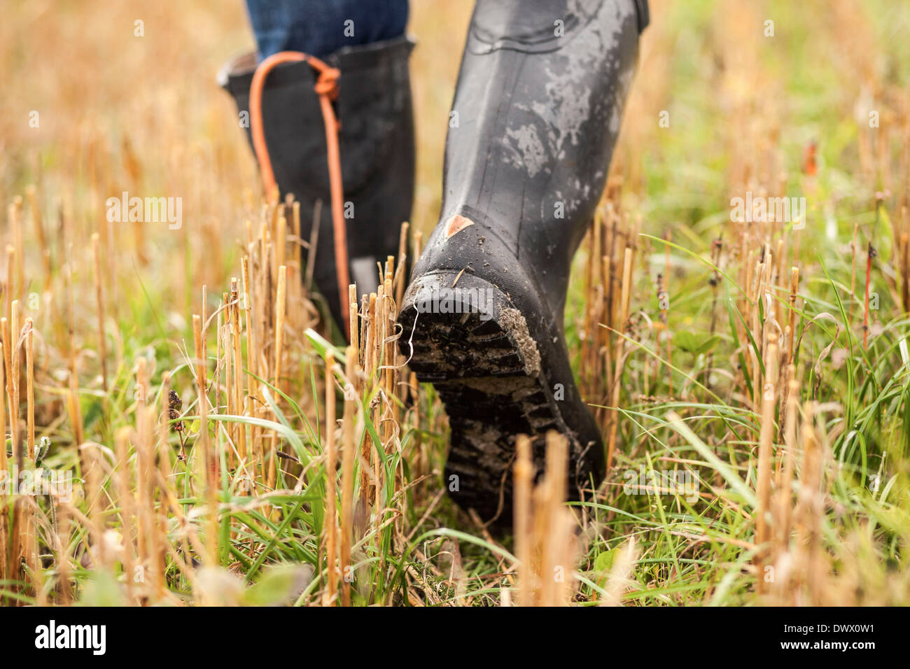 Niedrige Teil der Landwirt zu Fuß in Feld Stockfoto