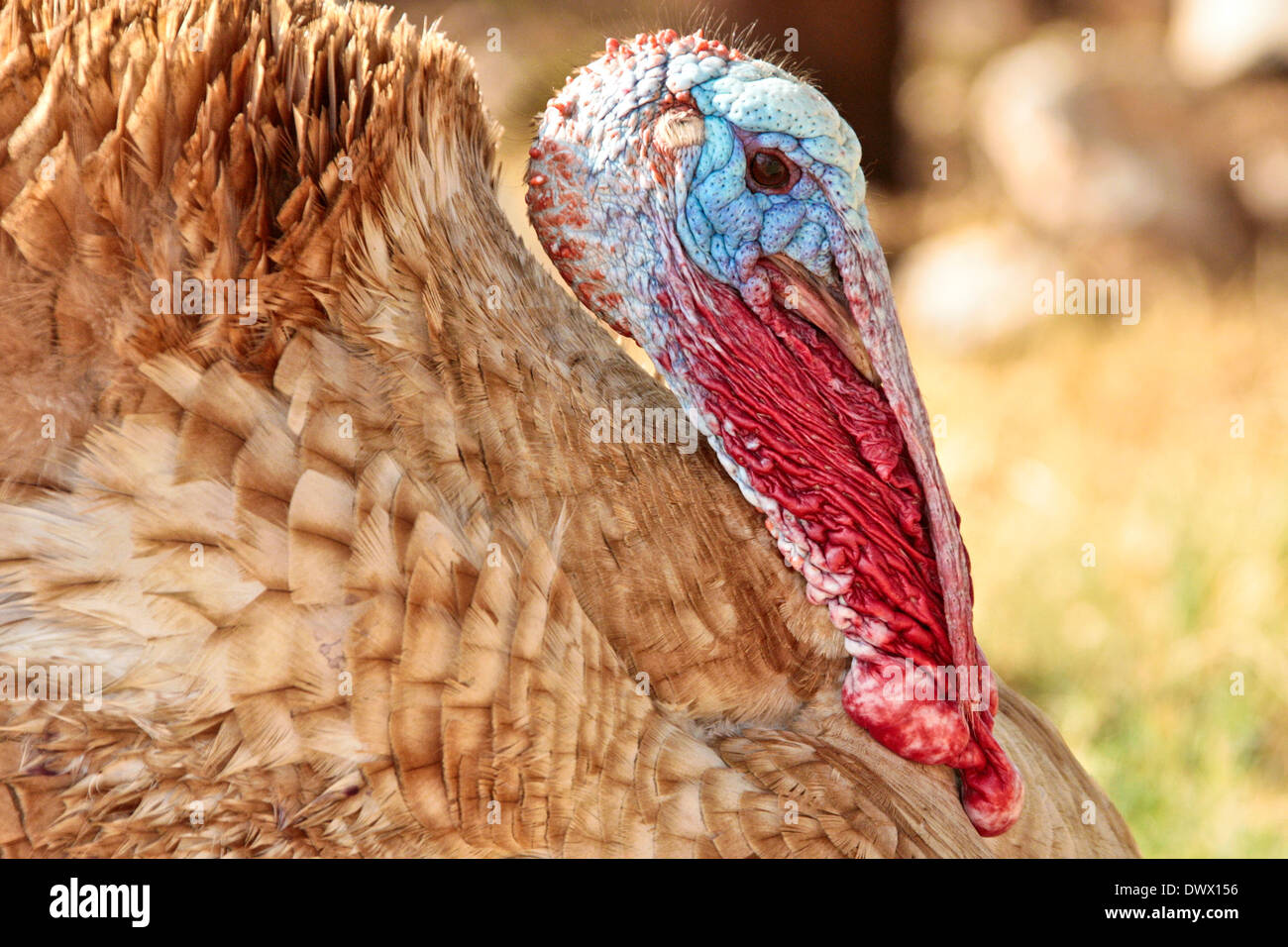 Eine männliche Türkei bereit für Weihnachten oder eventuell Paarung. Je nachdem, was zuerst eintritt Stockfoto