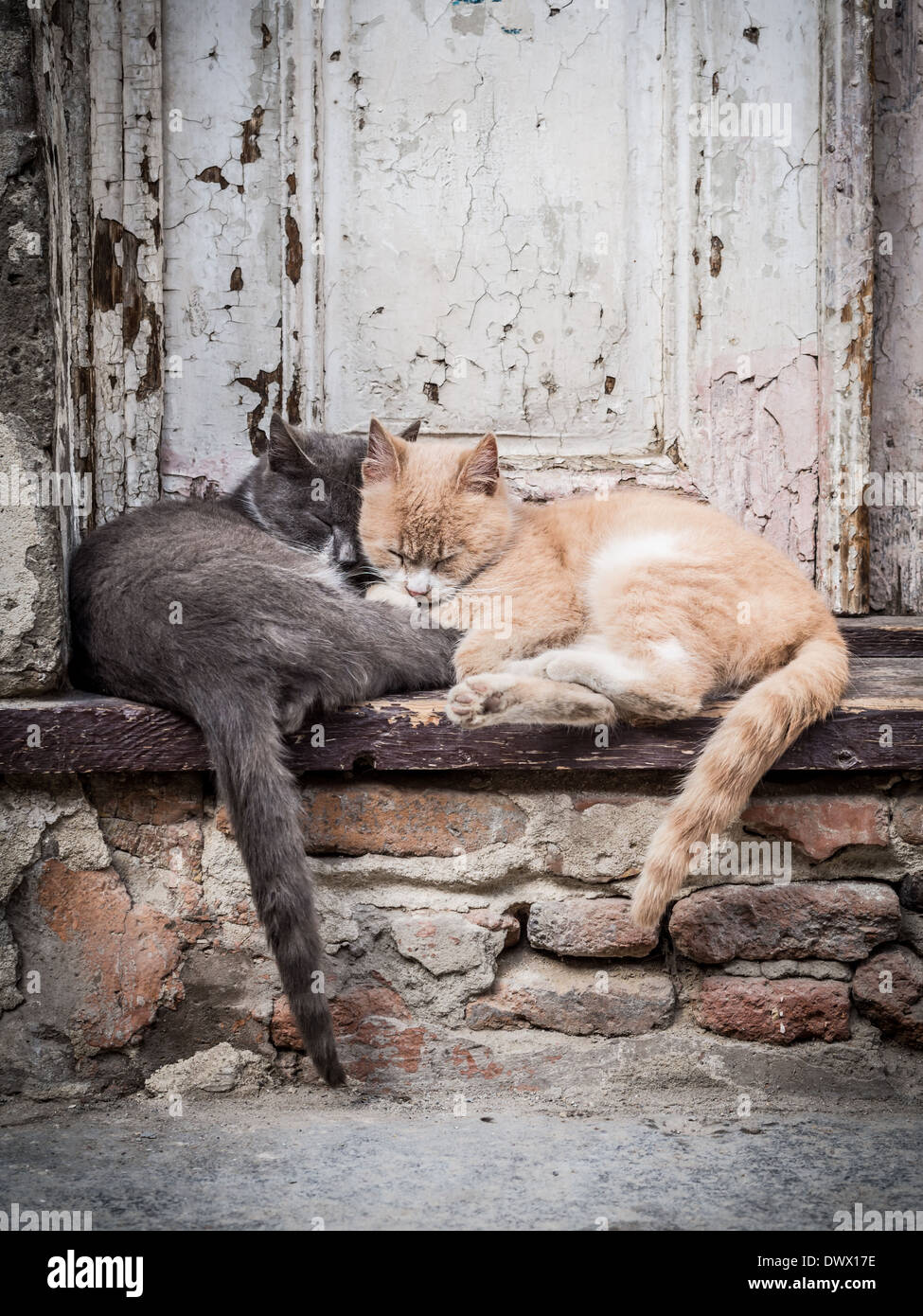 Vertikale Foto von zwei Straßenkatzen (eine rote und eine graue) umarmen, schlafen zusammen auf Treppen, in aus einer alten Tür. Stockfoto