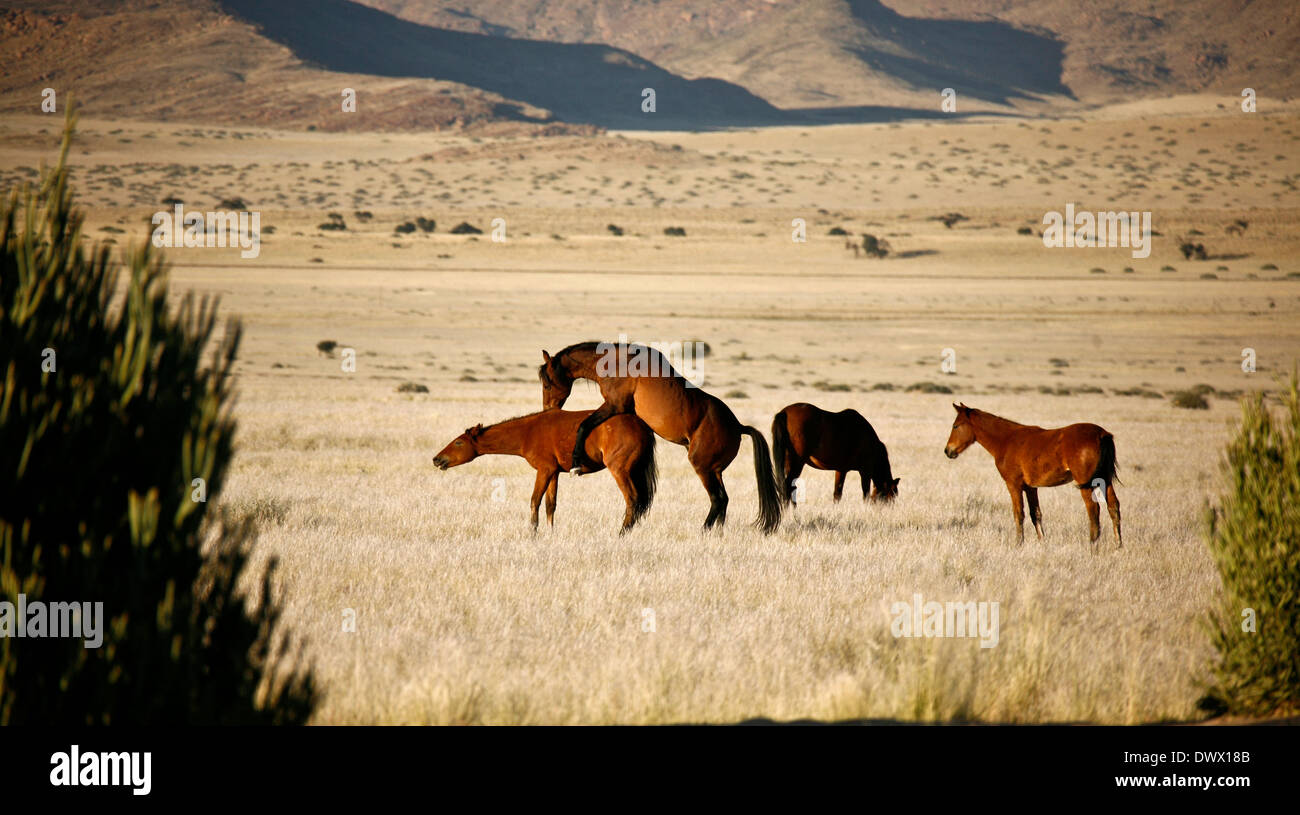 Wilden Pferde der Namib-Wüste-Paarung Stockfoto