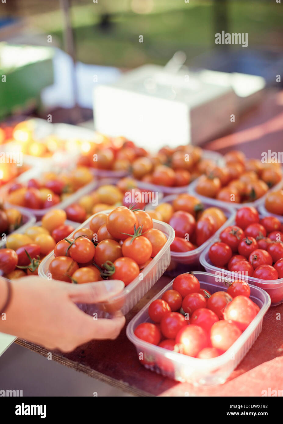 Bild der Frau kaufen Tomaten am Marktstand beschnitten Stockfoto