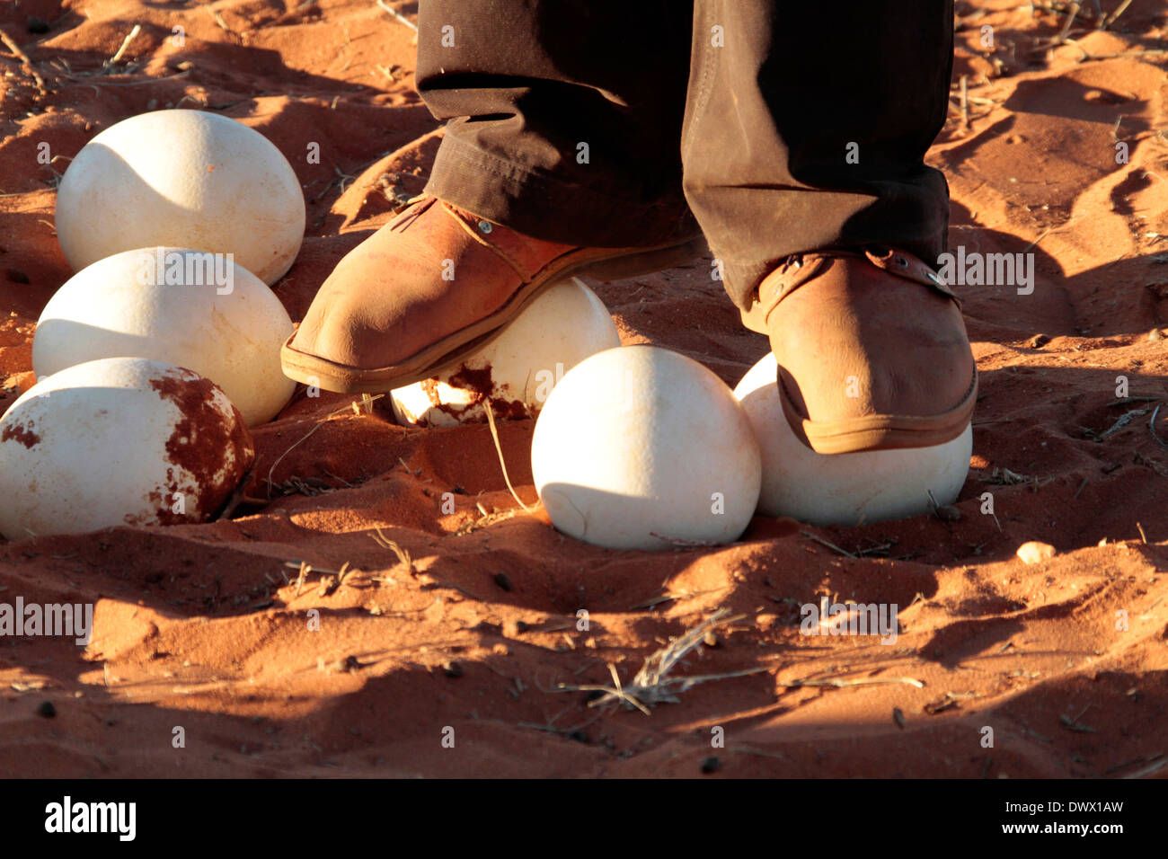 Stehend auf Dead Straußeneier in der rote Sand der Kalahari Stockfoto