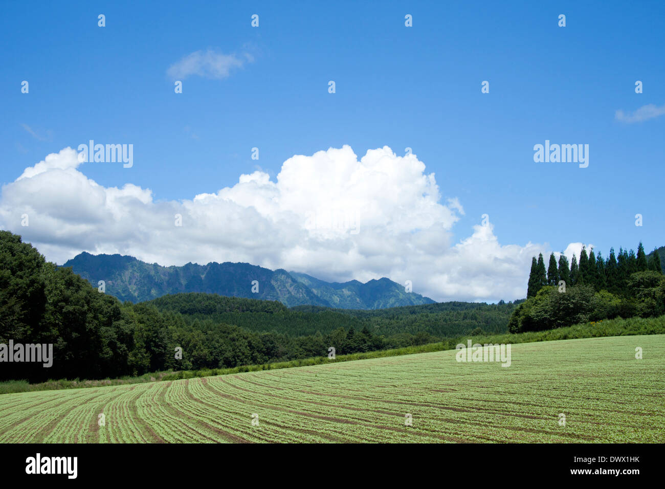 Mt. Togakushi und Ackerland, Nagano, Japan Stockfoto