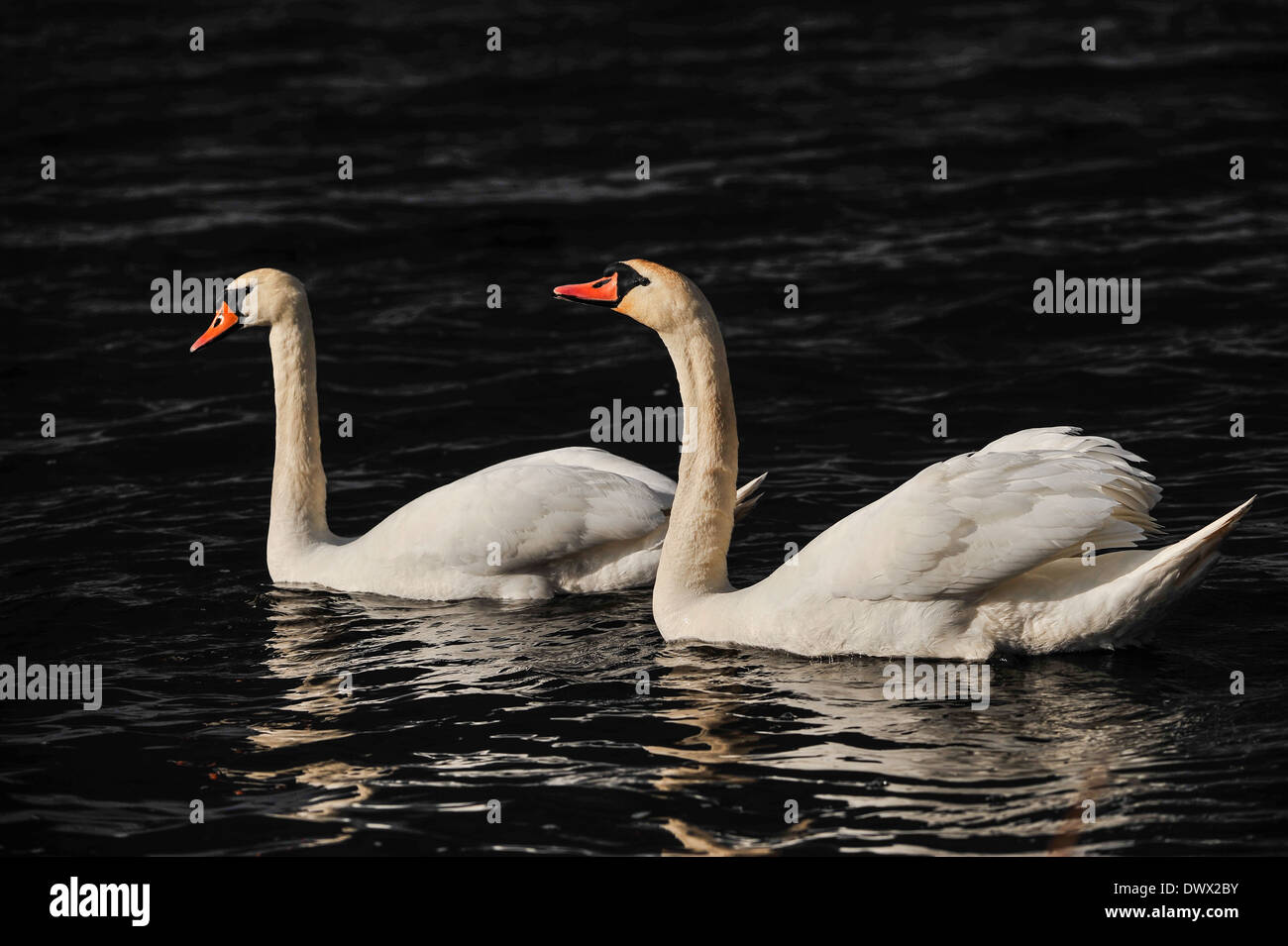 Der Höckerschwan (Cygnus Olor) Stockfoto