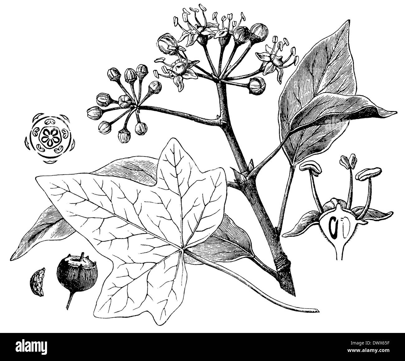 Efeu pflanze Schwarzwei-Stockfotos und -bilder - Alamy
