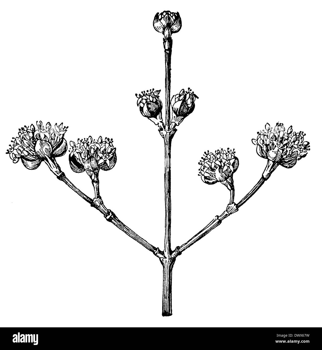 Kornelkirsche: Zweig mit Blüten Stockfoto