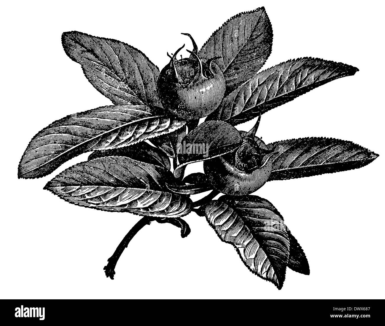 Mispel: Zweig mit Früchten Stockfoto