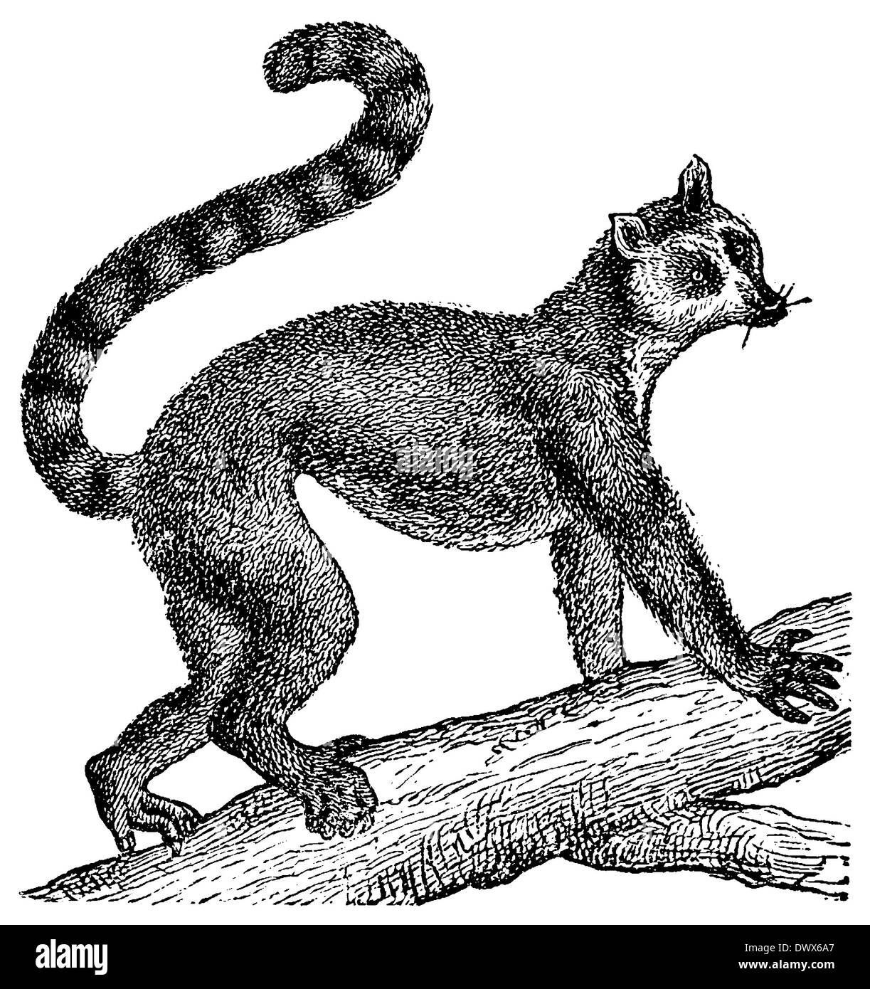 Ring-tailed Lemur Stockfoto