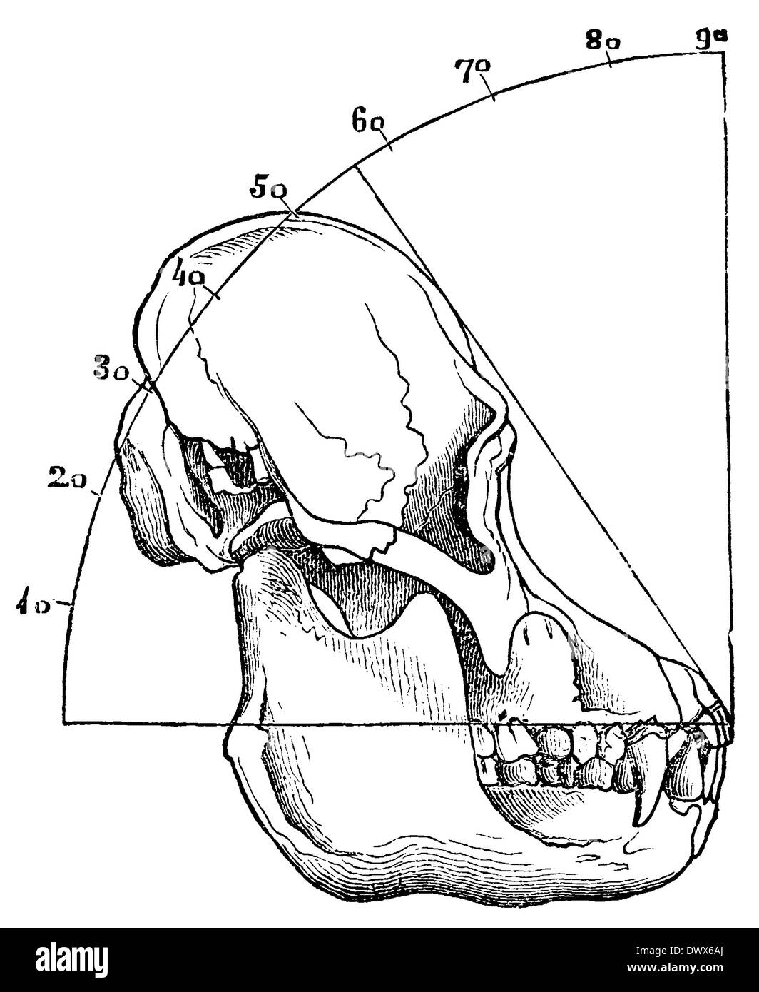 Orang Utan: Schädel eines erwachsenen Tieres mit Gesichts-Winkel Stockfoto