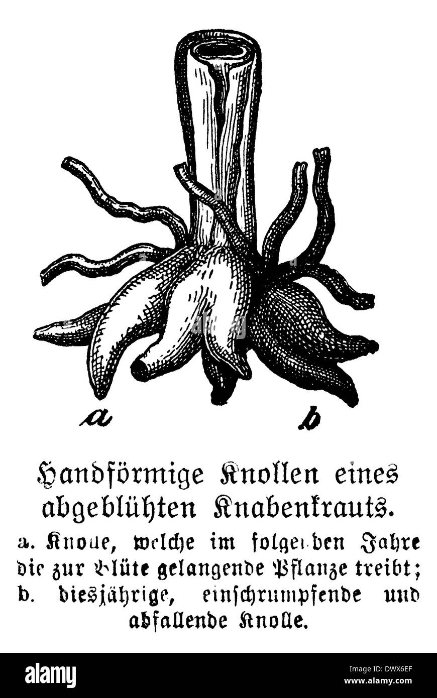 Orchidee: Knollen Stockfoto