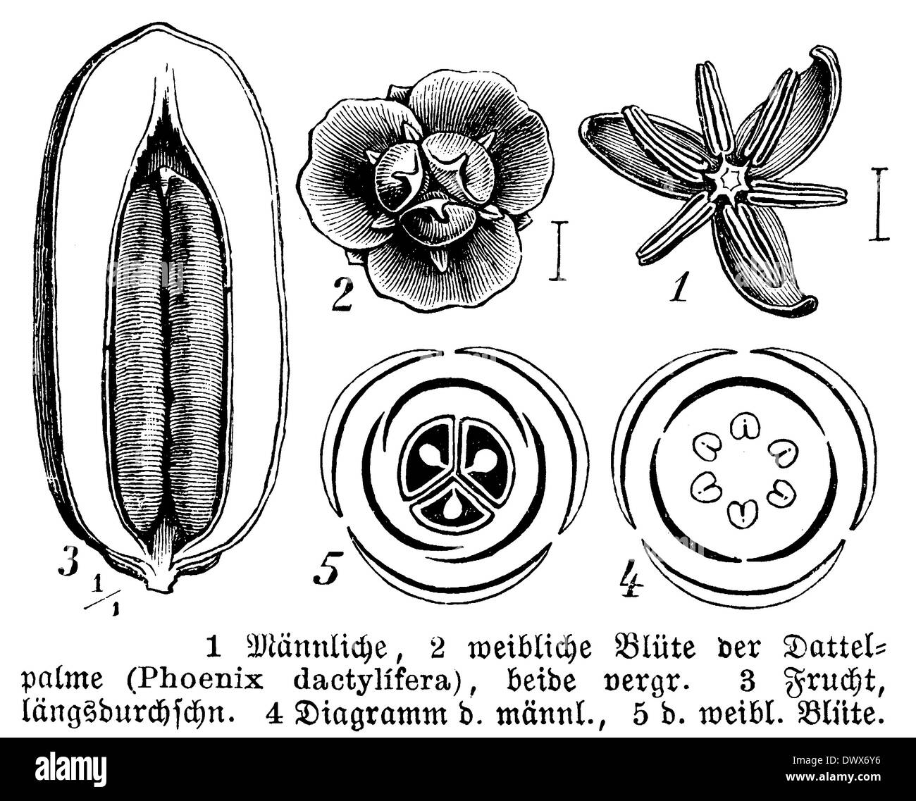 Dattelpalme: Blüte und Frucht Stockfoto