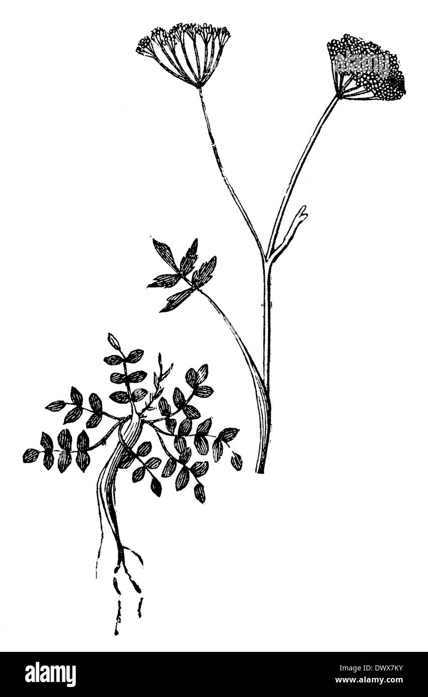 Anis pflanze Schwarzweiß-Stockfotos und -bilder - Alamy Anis pflanze Schwarzweiß-Stockfotos und -bilder - Alamy